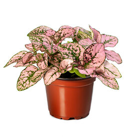 Confetti Pink, Hypoestes Seed